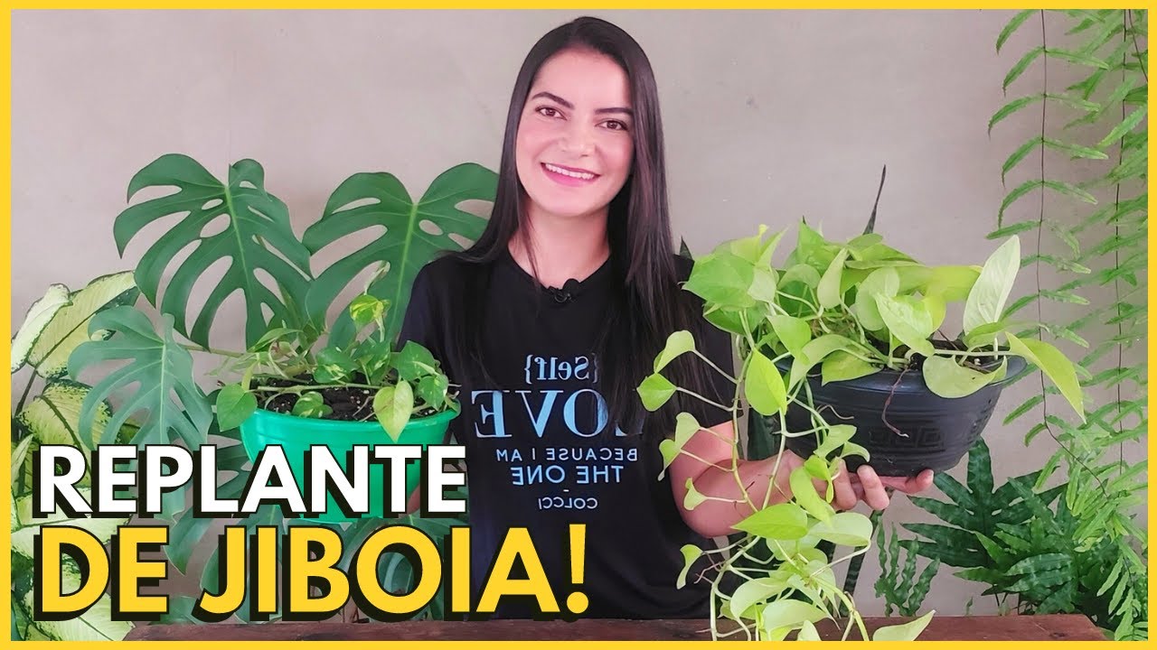 COMO TROCAR A PLANTA JIBOIA DE VASO E FAZER MUDAS?☝️🪴