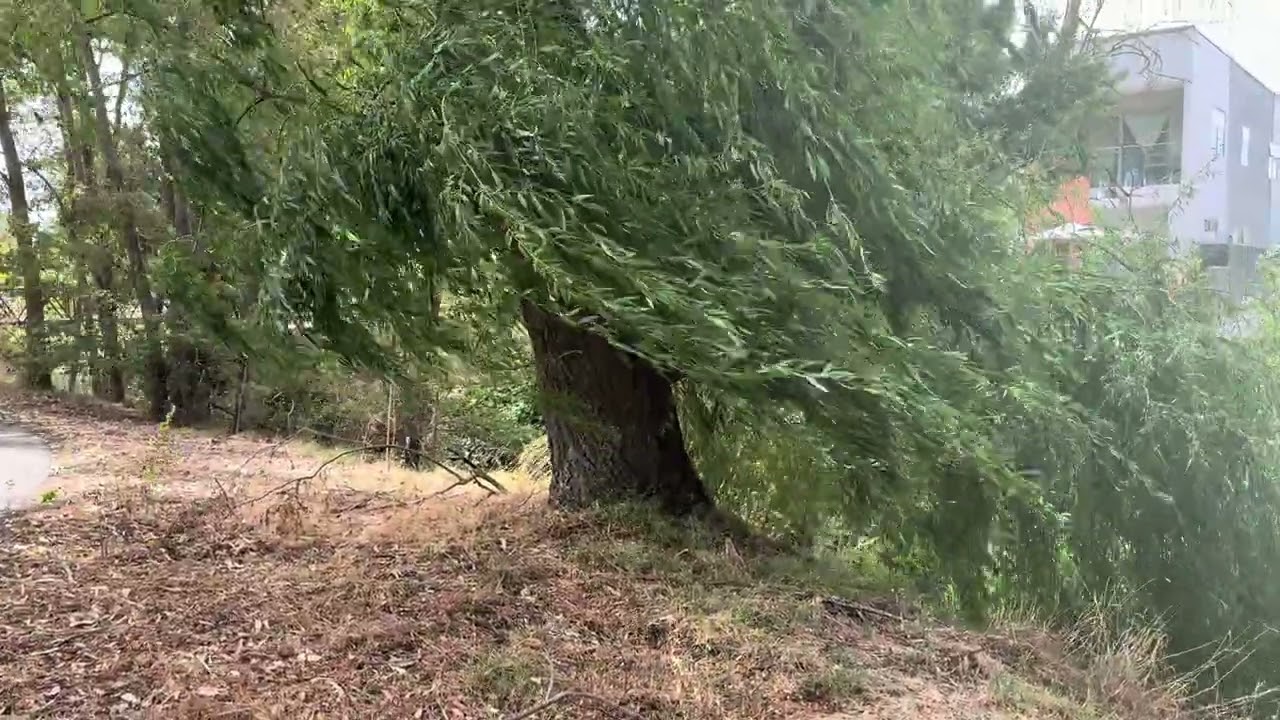 Meditación para tomar la fuerza de mi linaje y tener dirección y propósito 