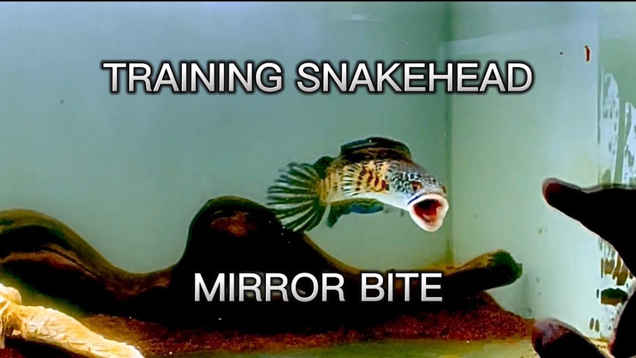 How to train snakehead mirror bite !! Channa mangap