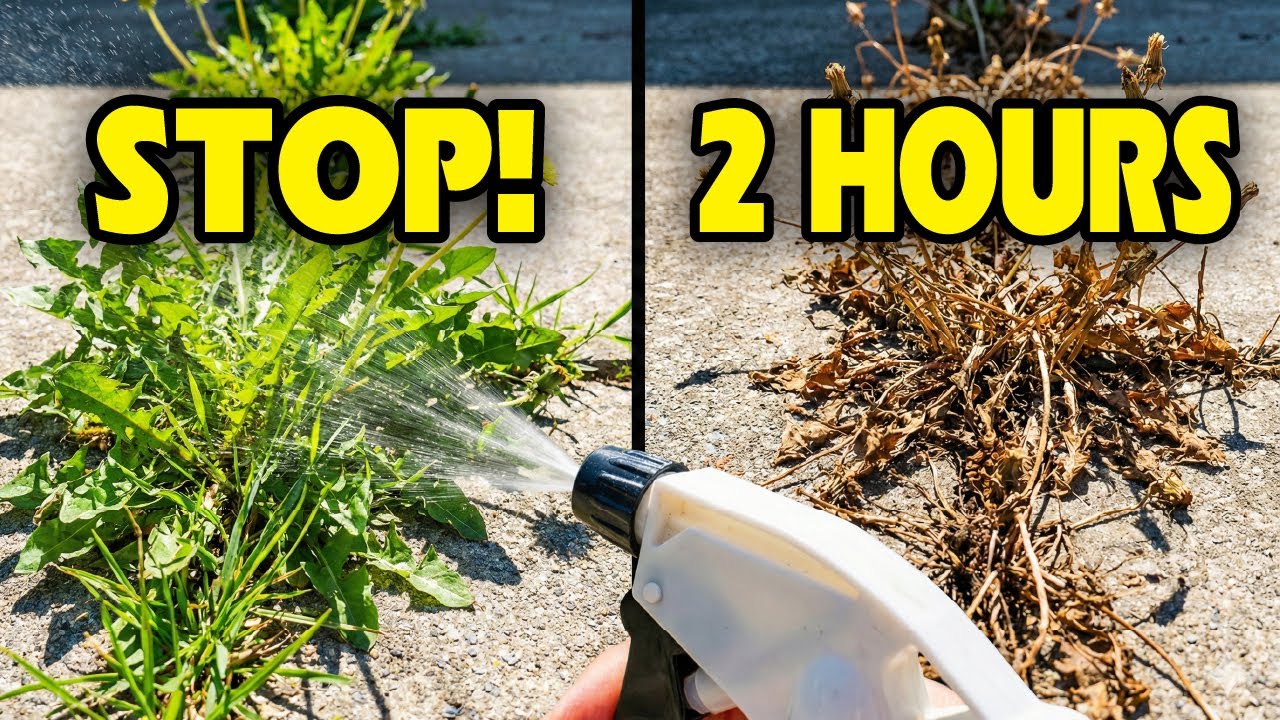 STOP Using Vinegar on Weeds! 90% Mix This WRONG.