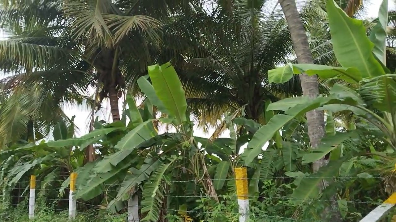 Sale agriculture and farmhouse land on 4 acrs red soil near beguru 4 km