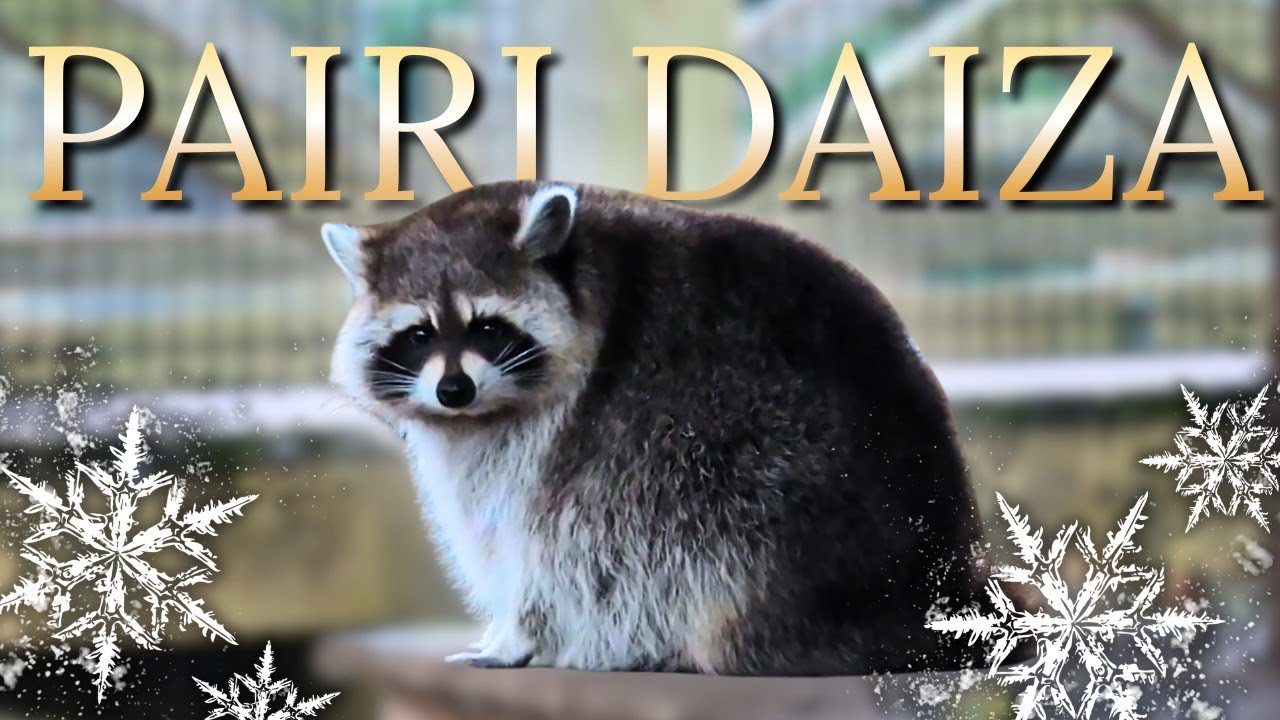 Too Cold for Animals? Pairi Daiza Winter Compilation (2025-2026)