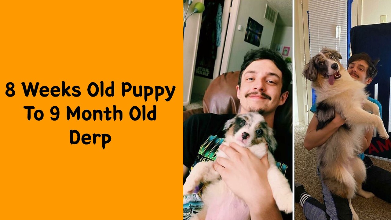50 Heartwarming Puppy-To-Dog Transformations