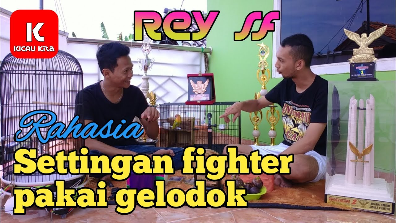 Mencetak lovebird fighter gacor ala REY SF indramayu