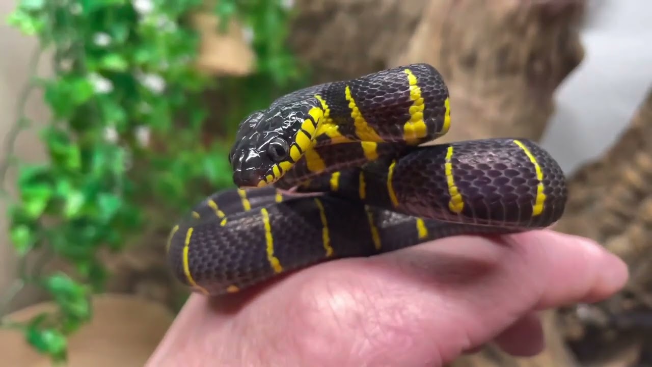 MANGROVE SNAKES  and how to keep them