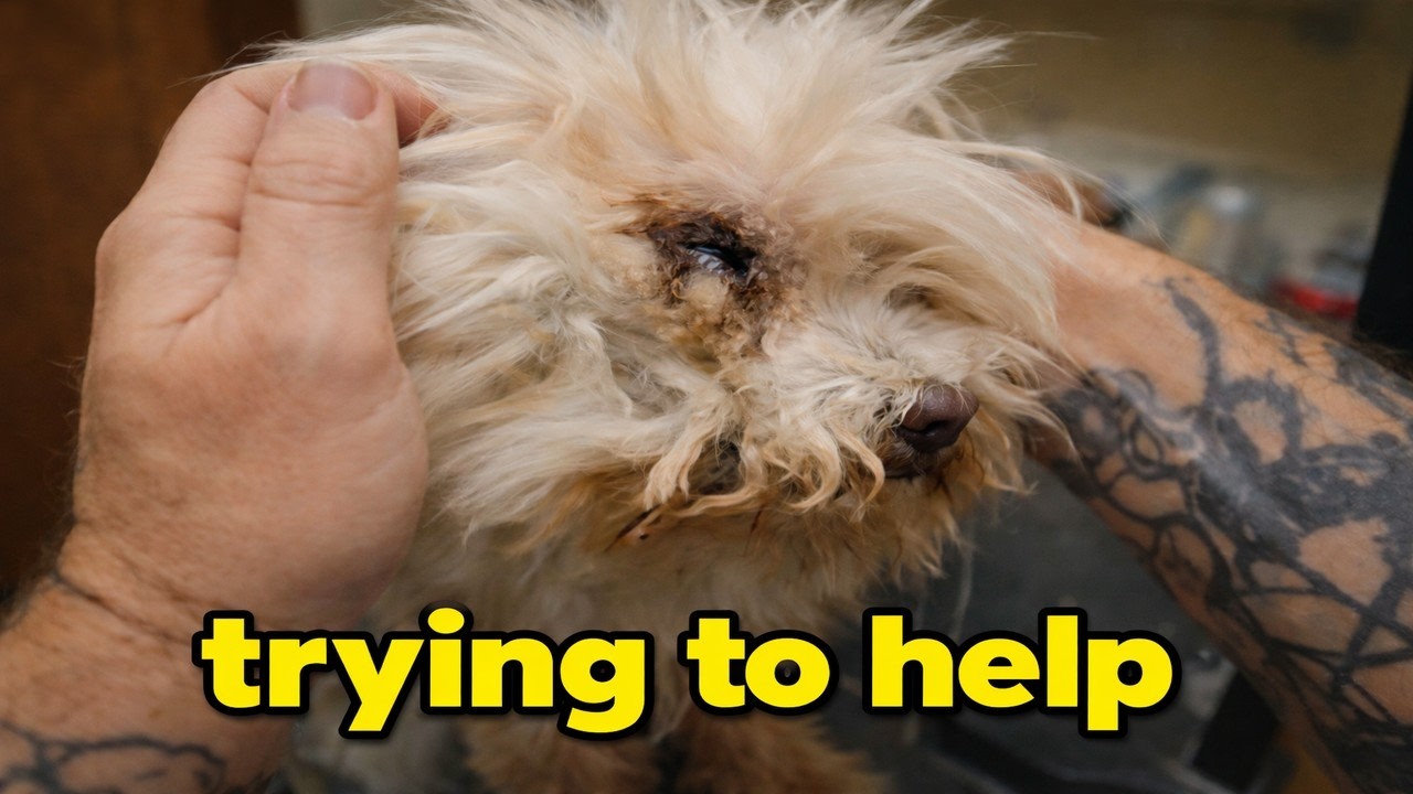 His Eye Was Matted Shut… Watch the Reveal 🥺🐶#asmr #pov #grooming