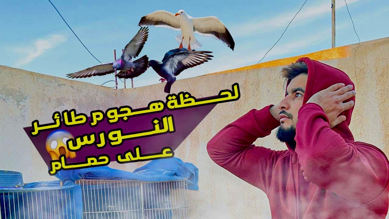 نورس هجم على أغلى حمام ⛔️😱 شنو صرالهم 🕊️؟