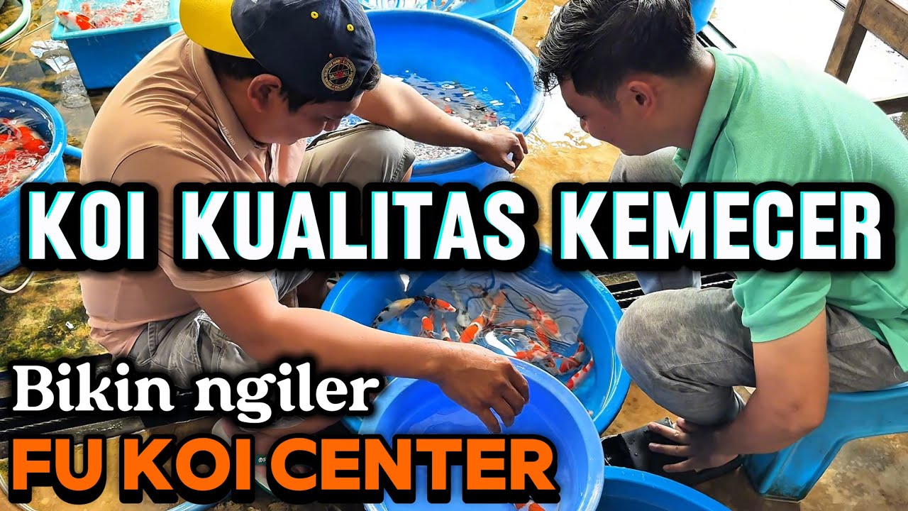Kualitas kemecer semua bos bosku‼️koi bahan keeping di fu koi center