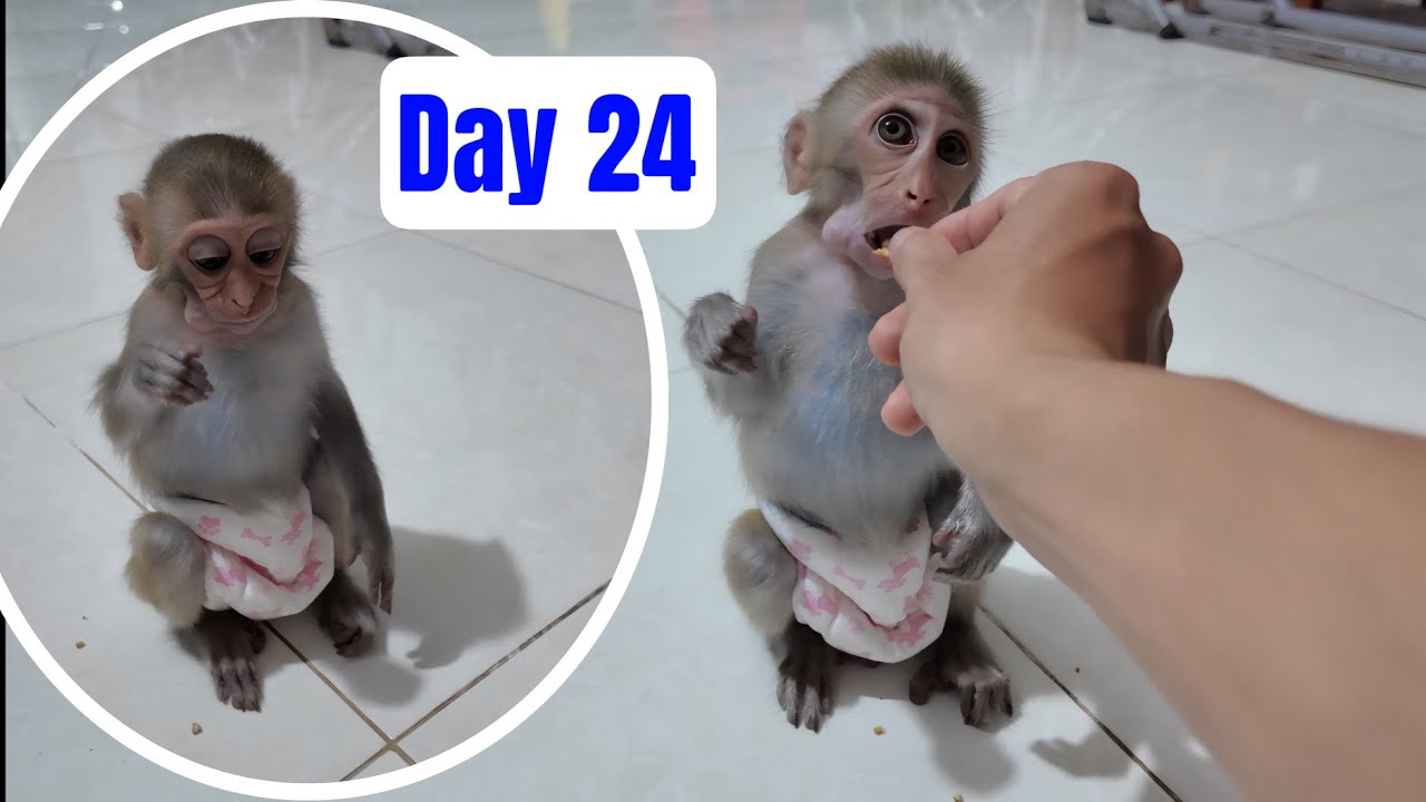 Baby monkey Alu drink milk everyday day 24