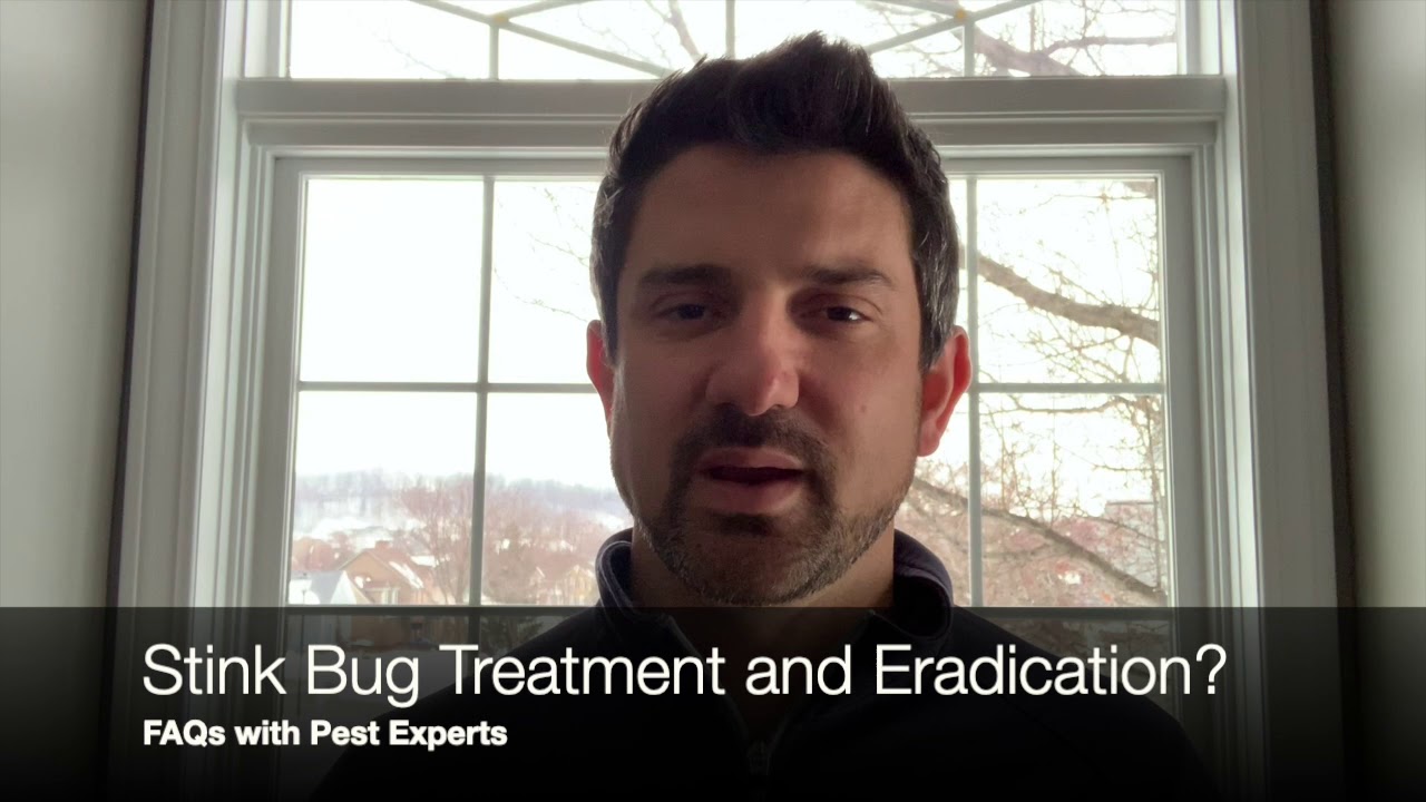 Stink Bug Treatment and Eradication | Rochester Pest Experts