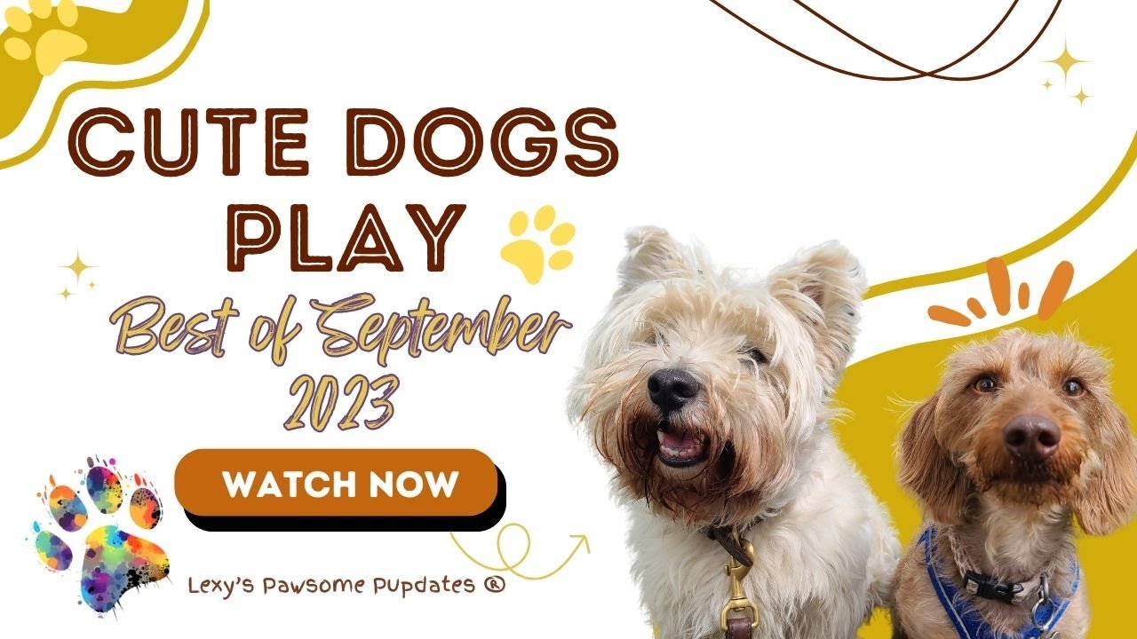 DOGS PLAYING - Best of September - 2023 - Dog interaction, play and body language #dogs #dogtv #play
