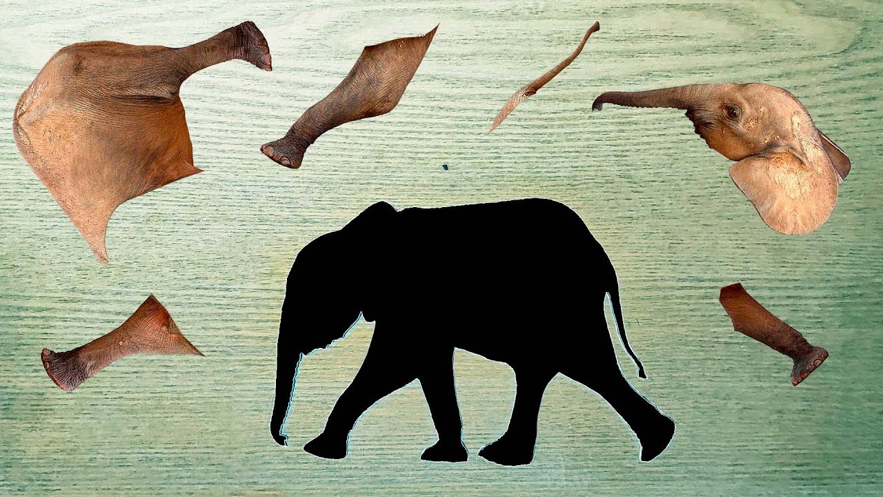 CUTE ANIMALS Indian Elephant Puzzle in real life 귀여운 동물 실생활에서의 인도 코끼리 퍼즐