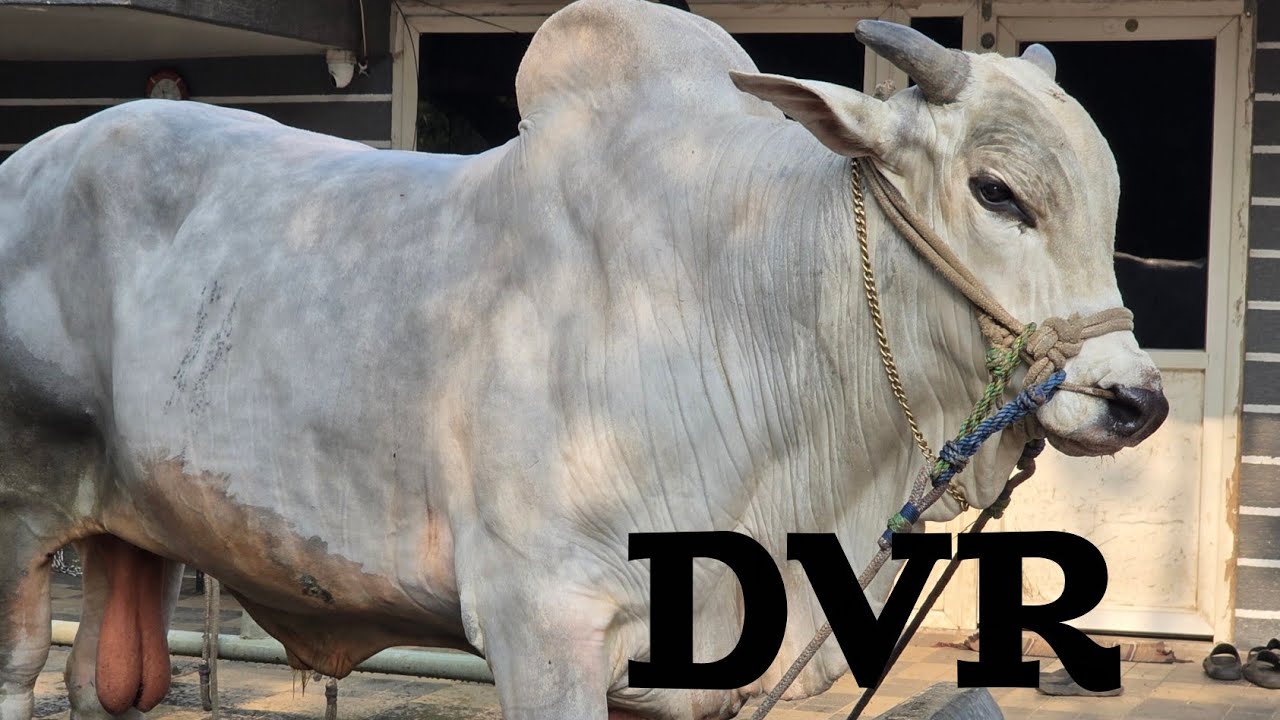 DVR మెమోరియల్  బుల్స్ కానూరు