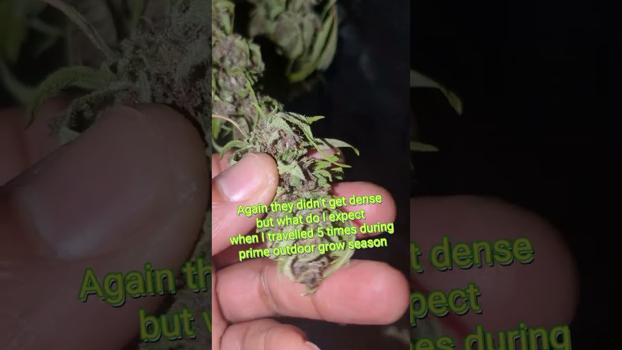 Early Cannabis Harvest Outdoor Grow, drying time