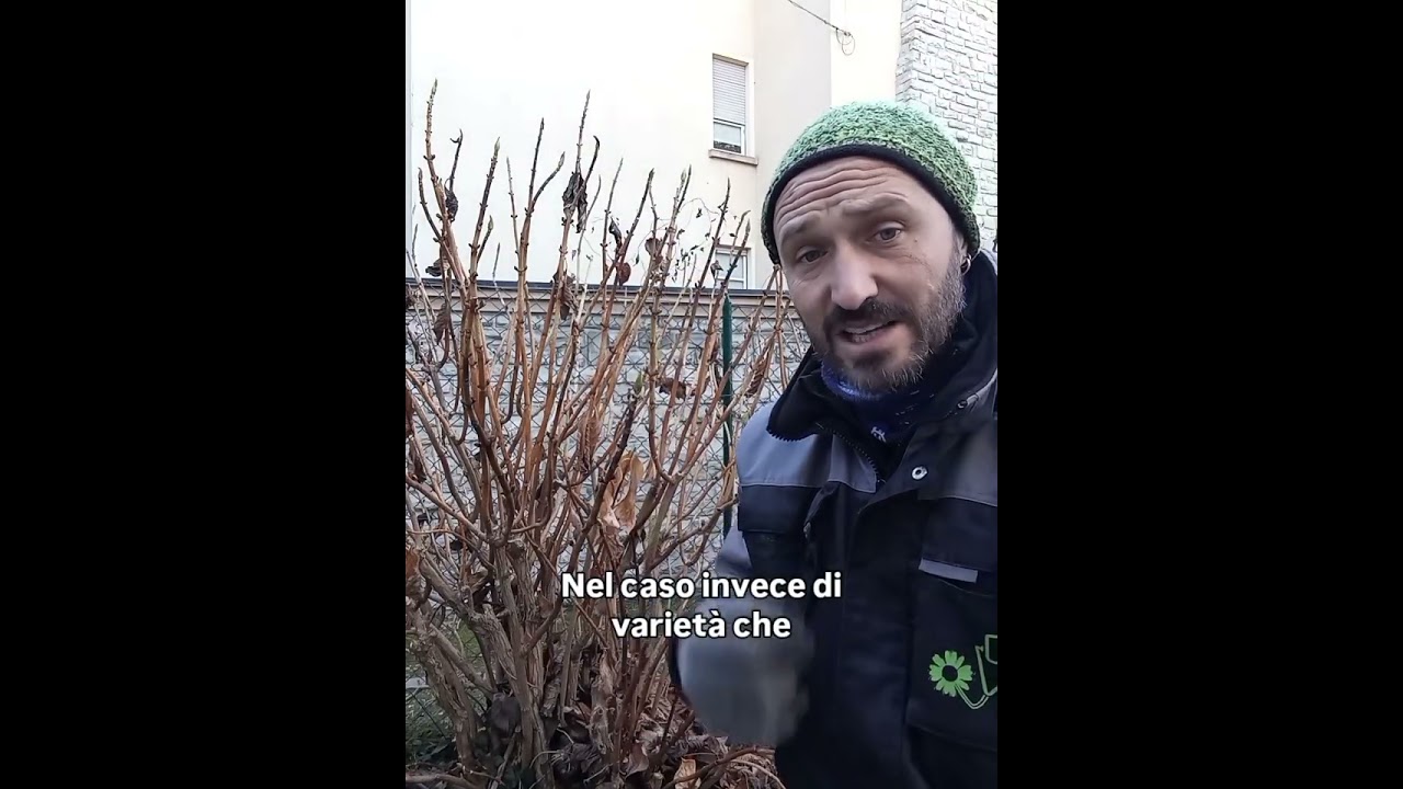 TEORIA E PRATICA NELLA POTATURA DELLE ORTENSIE