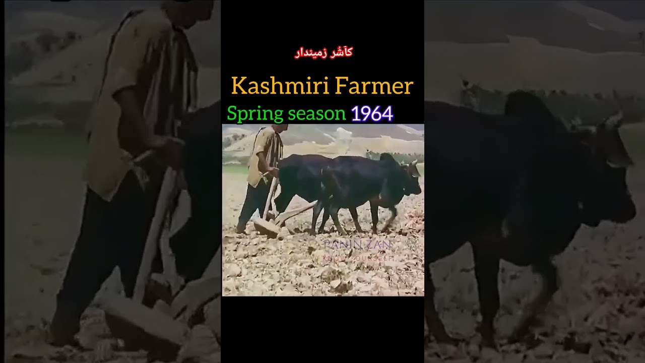 Kashmiri Farmer in Spring season 1960's #shorts #shortsfeed #shortsvideo @PaninZan #kashmir #video