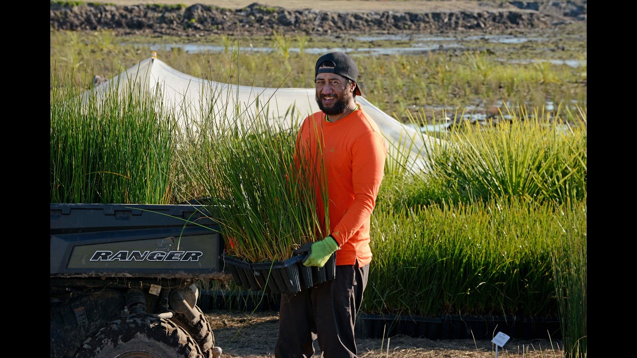 Rangiuru Business Park Wetland Development: Quayside & Tapuika partnership