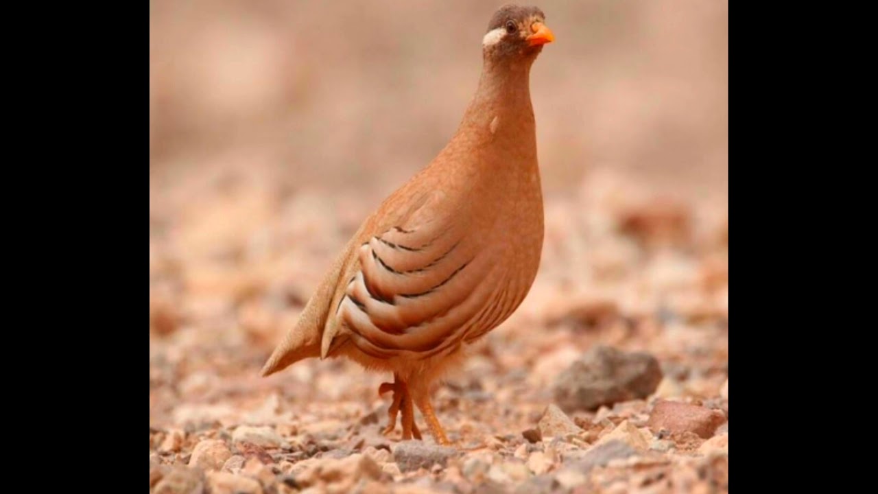 صوت السفرج الحجل (الرملي)