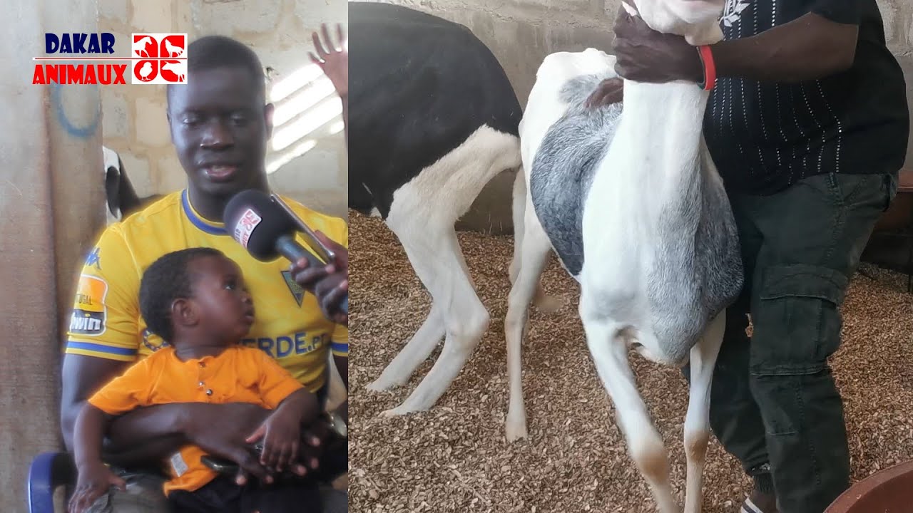 Vol à Keur Ndiaye Lô 2: Des malfrats emportent ses 7 ladoums, admirez le geste de ses amis éleveurs