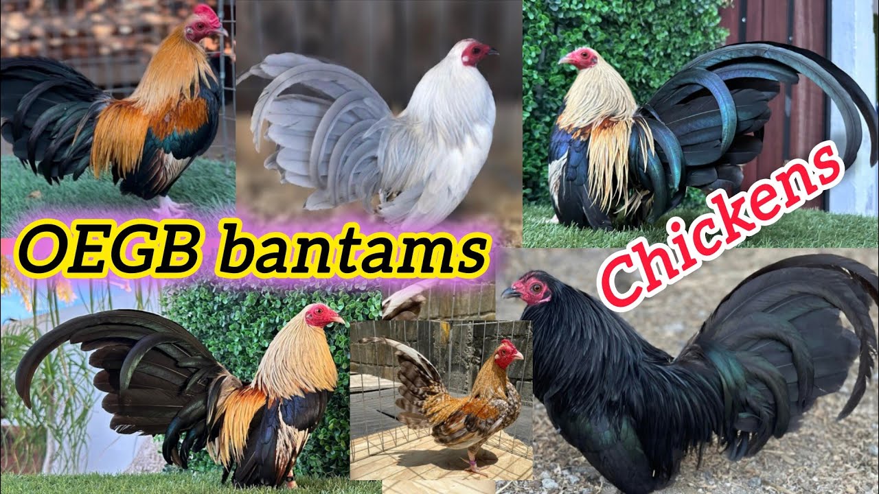OEGB bantams || Old English game bantam chickens 🐔