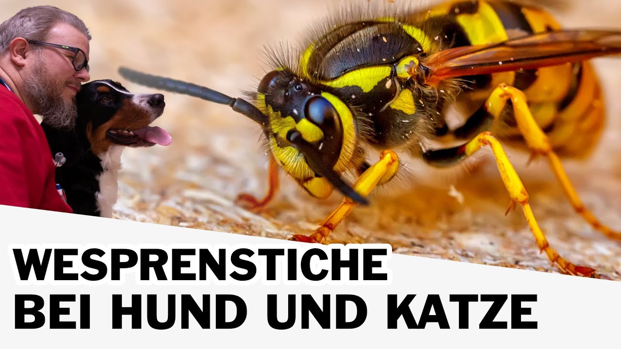 Wespenstiche bei Hund und Katze