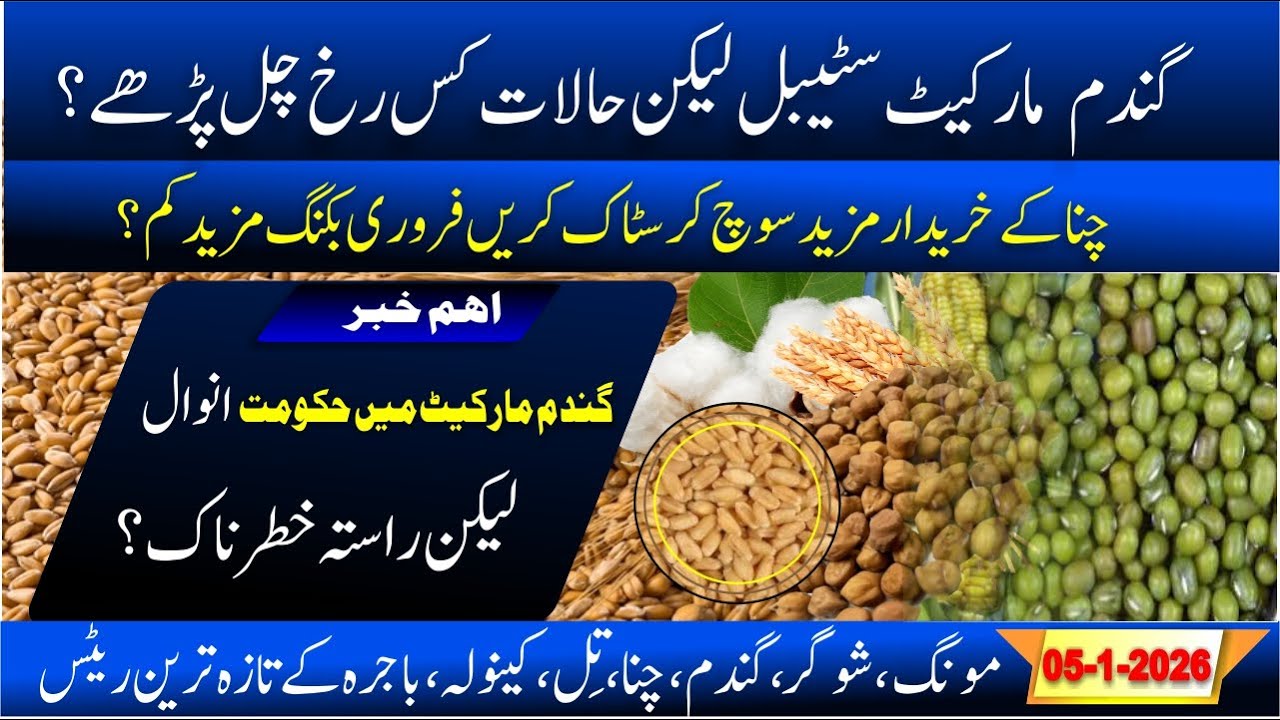 today wheat updated | Guar price today | kala chana new booking & rate | Moong price | Bajra updated