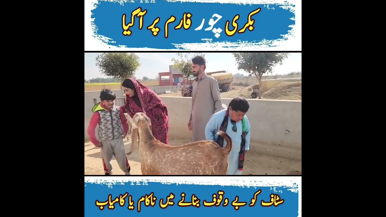 Goat theif