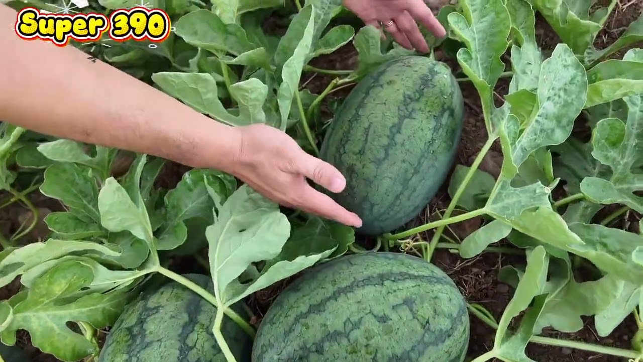 Dưa hấu Super 390