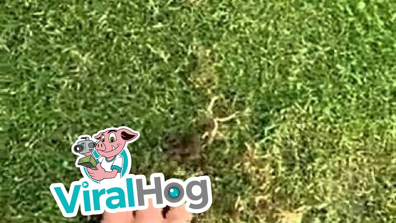 This is How to Catch Moles Alive...If You Have the Gift! || ViralHog