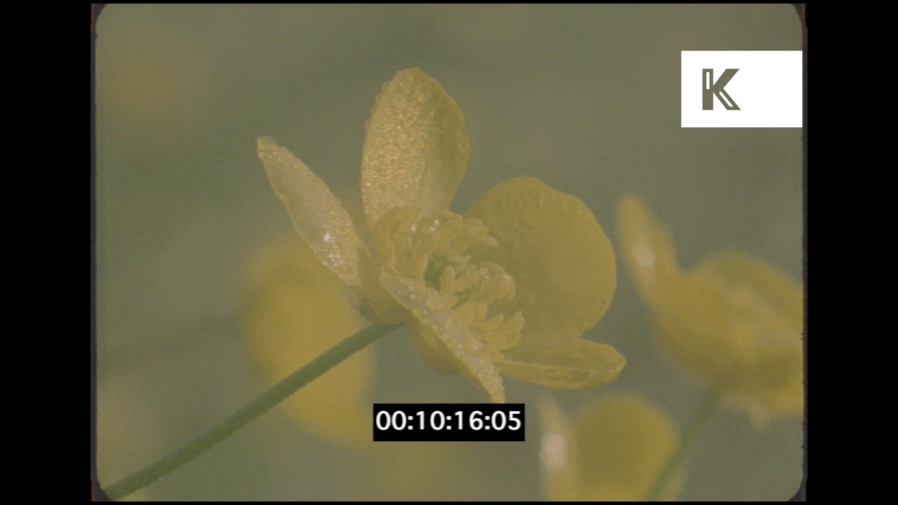 1990s Flowers Fields, Nature, 4K