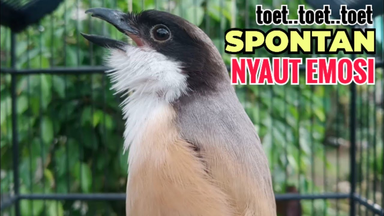 suara cendet gacor pagi siang sore Toet Toet Bikin Cendet Manapun Nyaut dg sekali Dengar