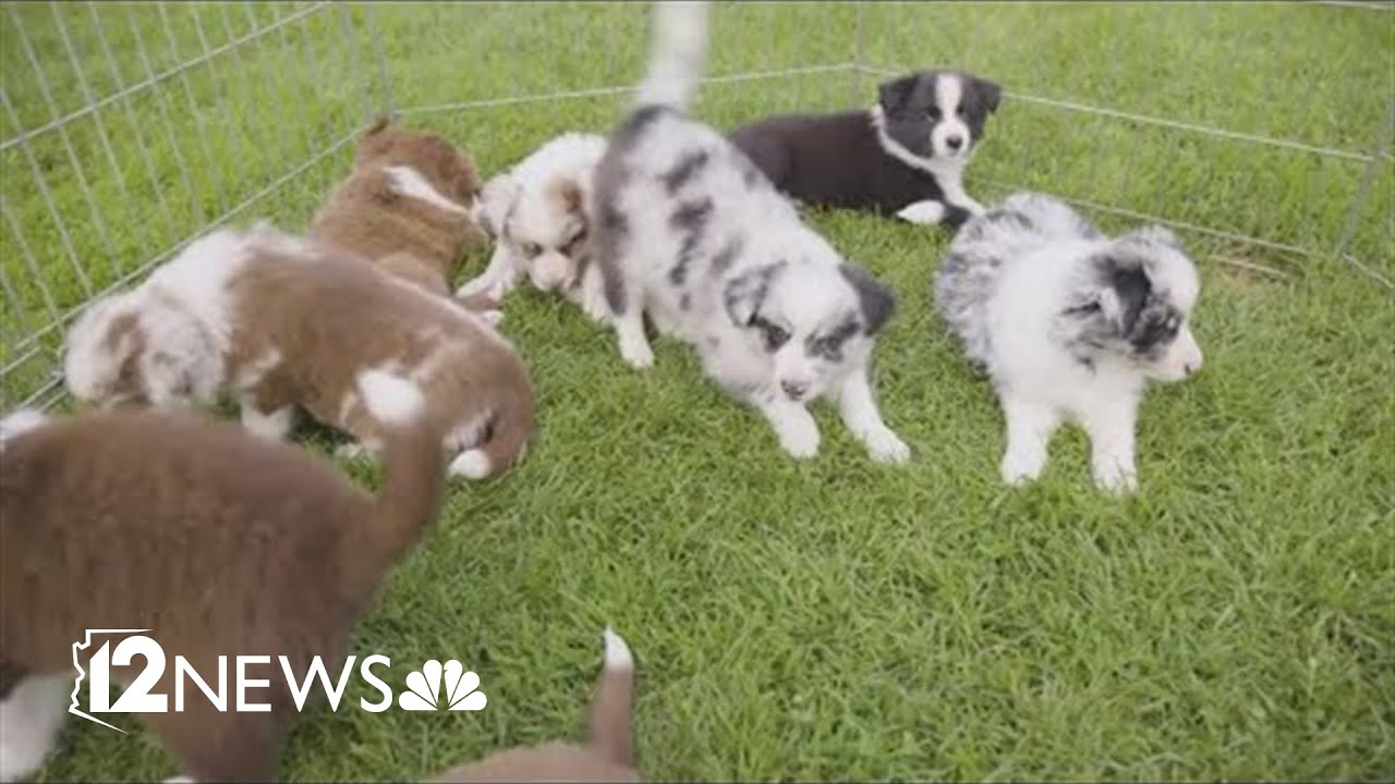 How to avoid online puppy scams