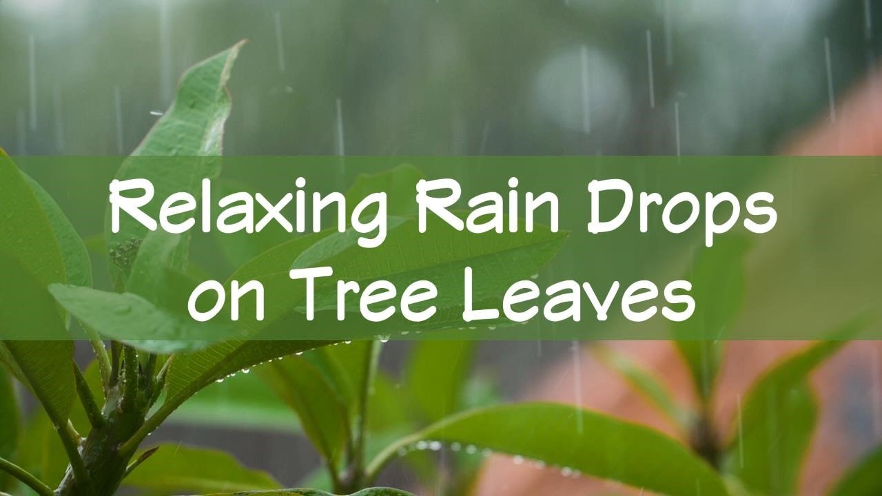 Relaxing Rain Drops on Tree Leaves HD 60 min