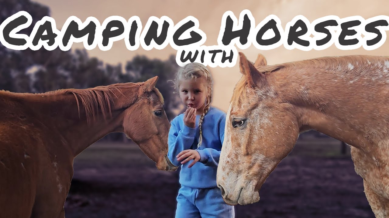 Camping with Horses in a Paddock in the Back of our Ute  | Rainy Weather | Everything Horses Ltd