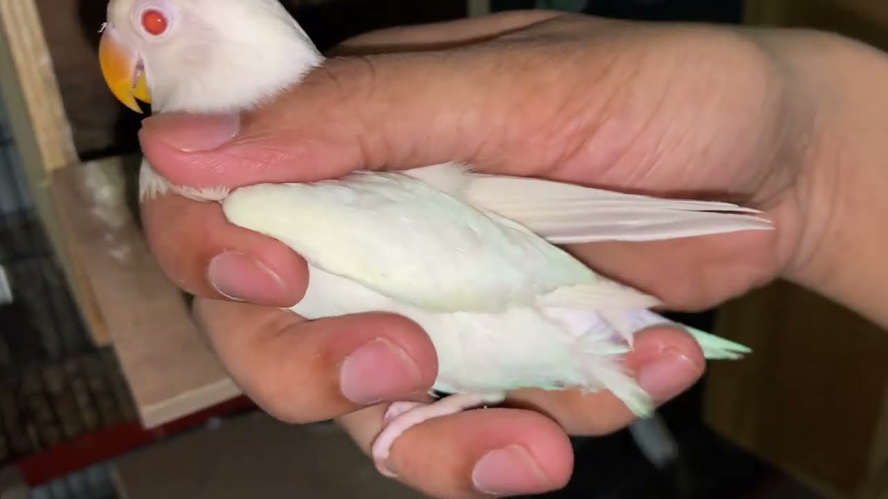 Lovebird Breeding Setup Progress for Nexus Birds