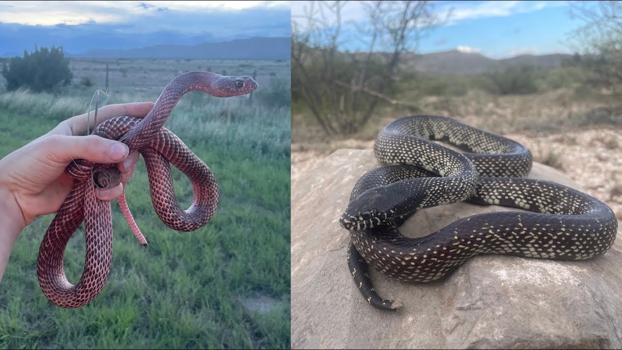 Gorgeous Coachwhip and saving Snakes hit by cars! Catching tons of snakes in West Texas