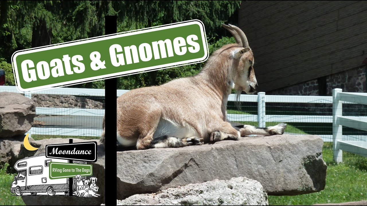 Lake In Wood - Goats, Gnomes and Lots of Seasonal Spots