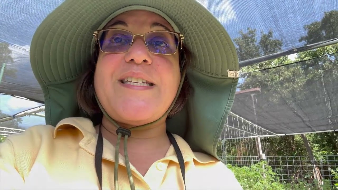 HUERTA: Cosecha de Habas Limas