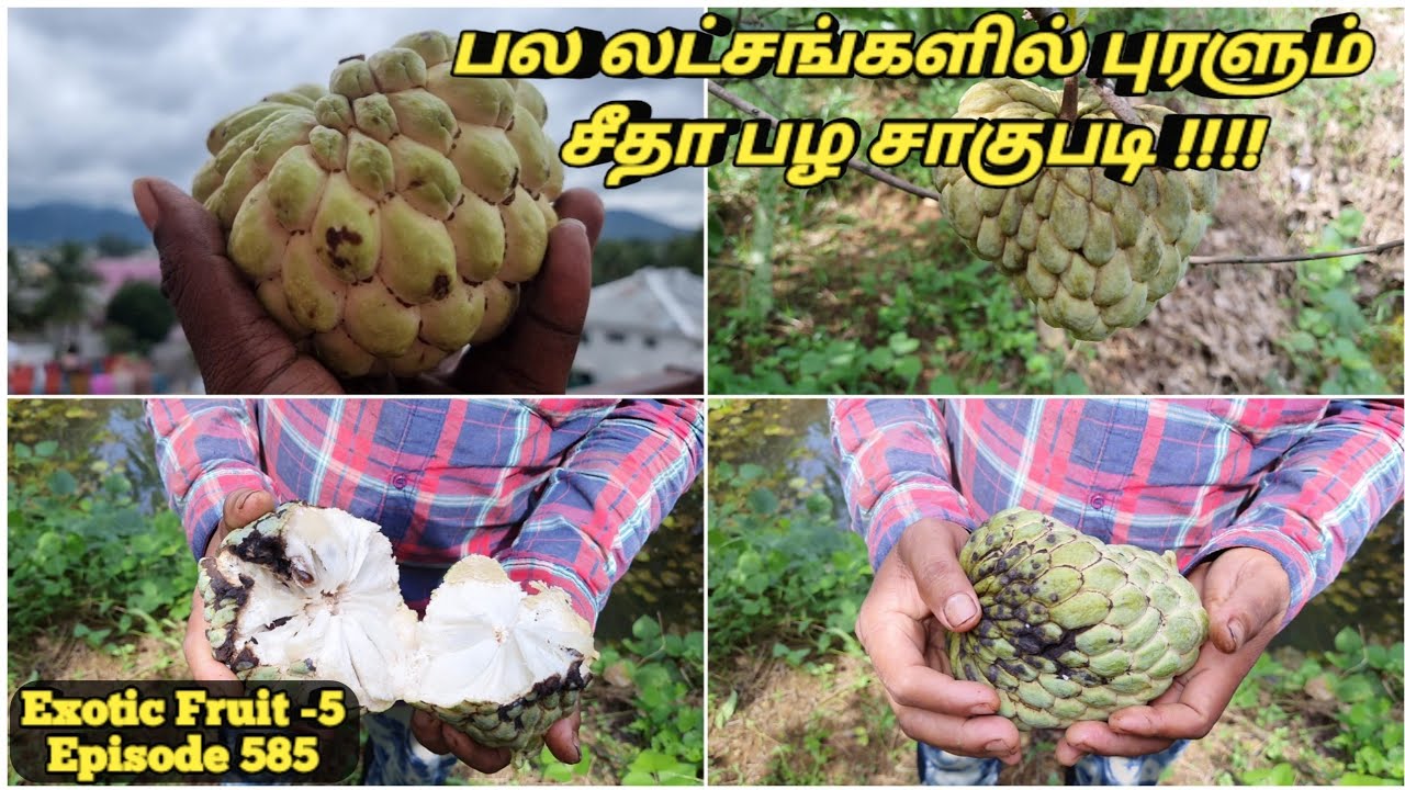 பல லட்சங்களில் புரளும் தங்க சீதா பழம் பற்றி தெரியுமா #Golden seetha Fruit cultivation and Profit