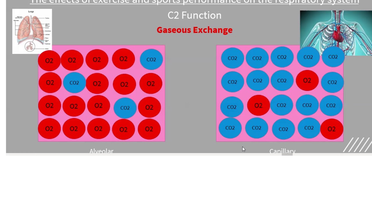 Gaseous Exchange Video BTEC Sport Extended Diploma