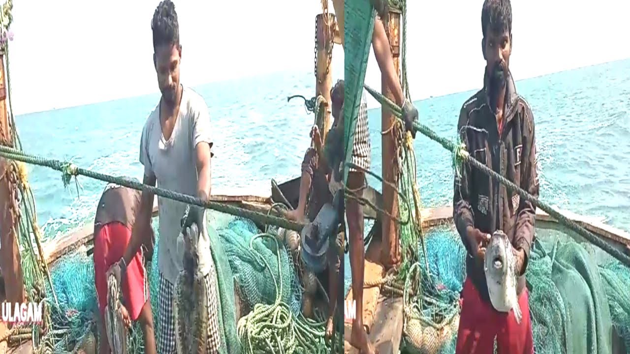 மீன்கள்  பிடிக்கும் நேரடி காட்சி //BOAT LAUNCHER NET FISHING VIDEOS