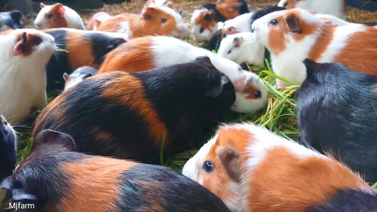 Guinea pigs eating asmr, pets at home Guinea pig, cute animal family eating asmr, cute guinea pig 