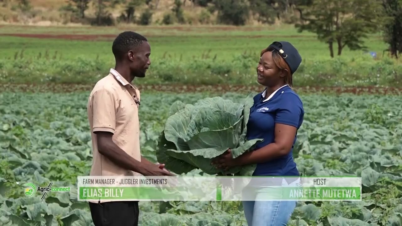 Profitable Cabbage Farming in Zimbabwe | Agric Connect Zimbabwe S1