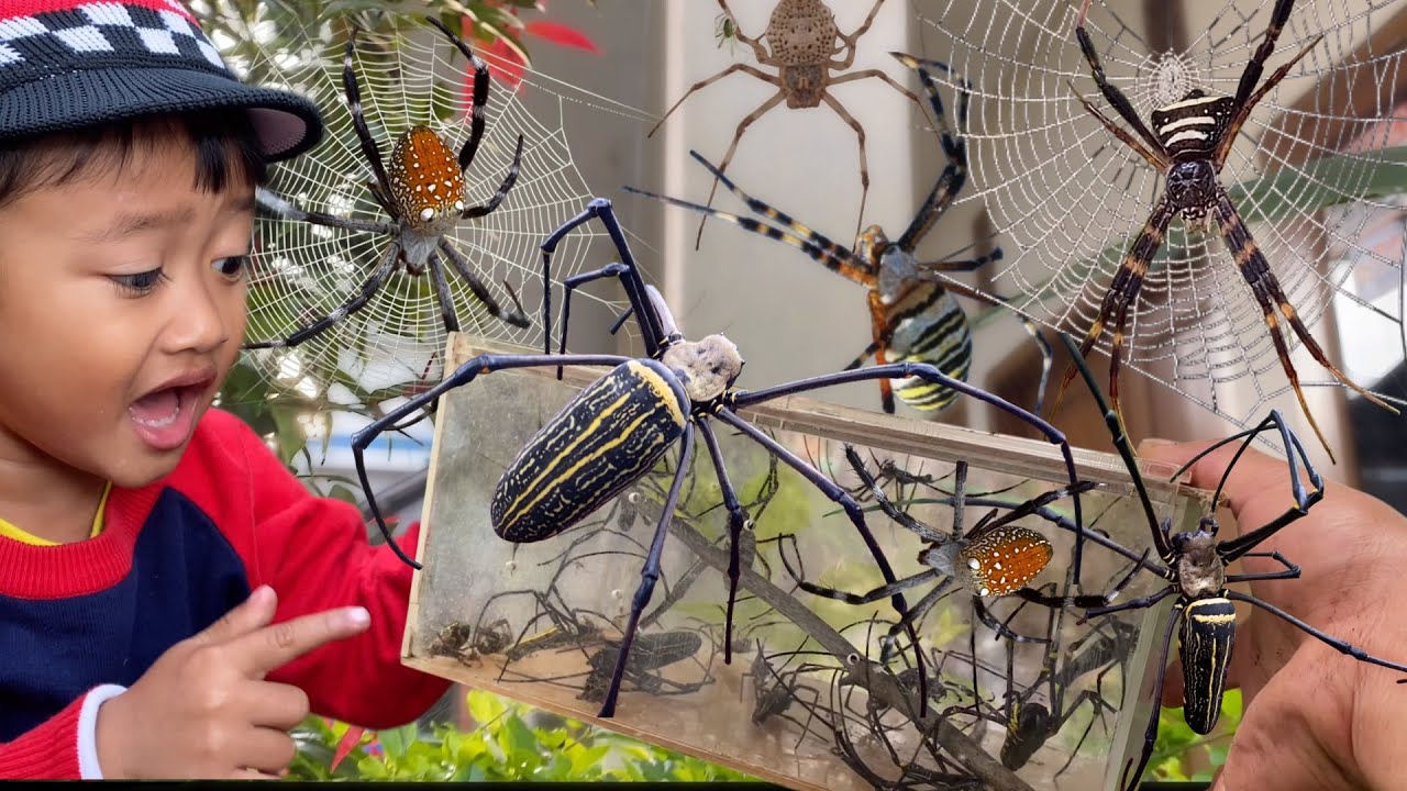 Eps 103 - Spider Hunting Advantures‼️ 😱Catch Giant Golden Spider in House Garden with My Son 🕸️🕷️