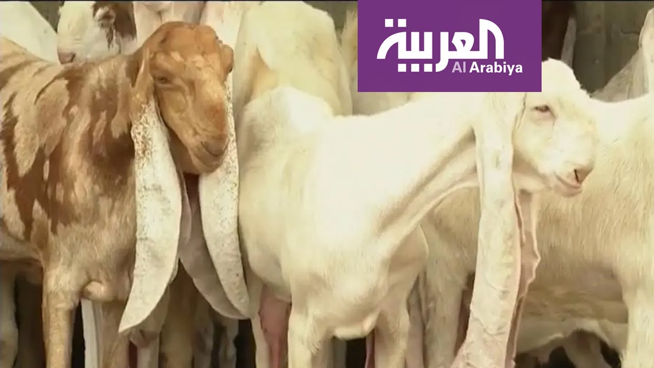 ما قصة الماعز الحجازي الذي تصل أسعاره لـ 150 ألف ريال؟