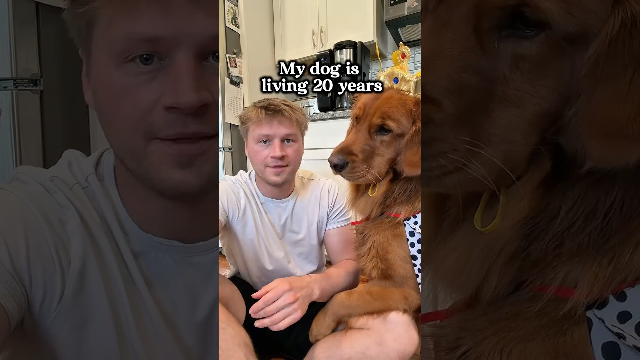 Сколько стоит кормить собаку человеческой едой в течение месяца?