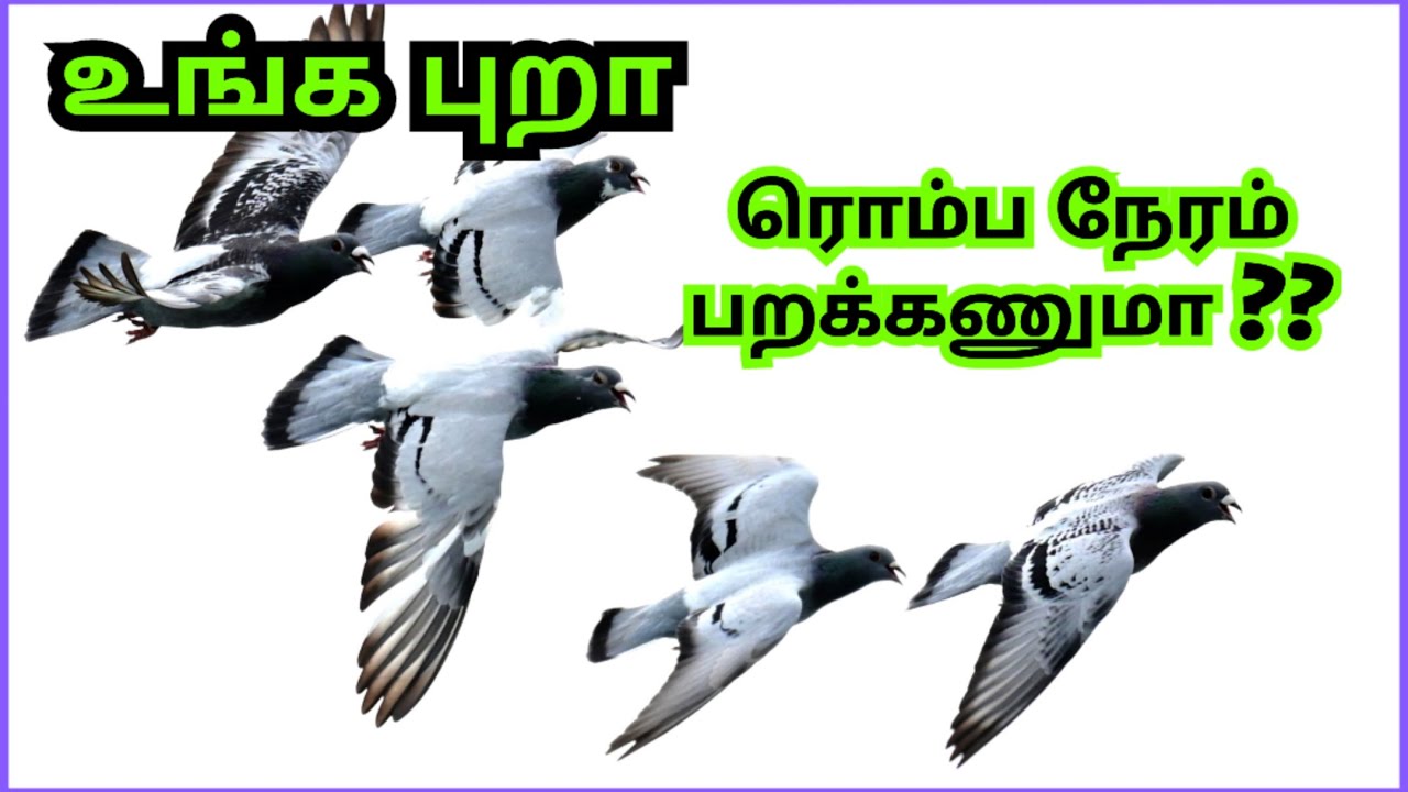 How to Increase the Flying time in your pigeons 👍