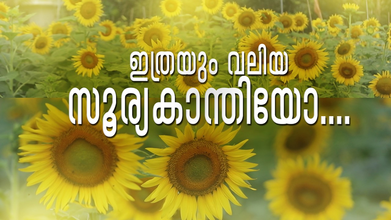കാന്തിക ഭംഗിയിൽ ബക്കളം വയൽ