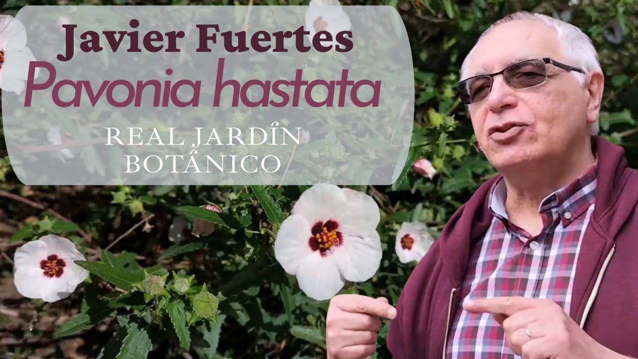 Pavonia hastata en el Real Jardín Botánico, desde Cavanilles hasta nuestros días