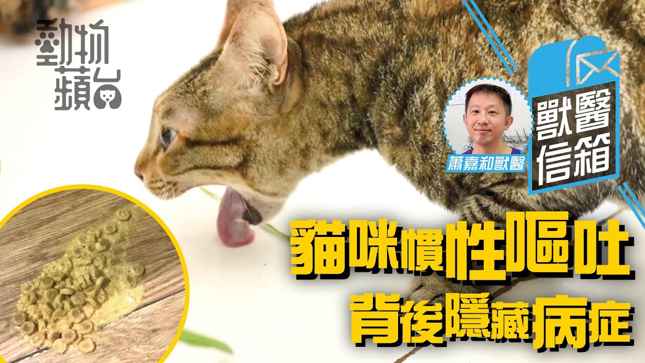 留言獸醫免費答：貓咪頻密吐毛球可能係患癌徵兆？ 獸醫教寵主留意兩個細節 (果籽)